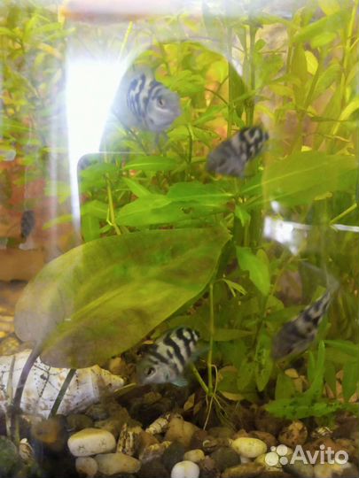 Аквариумные рыбки