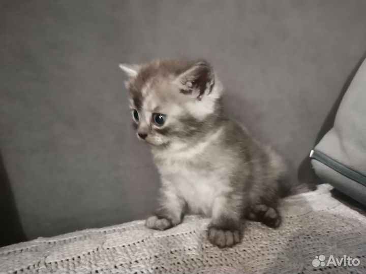 Шотландские