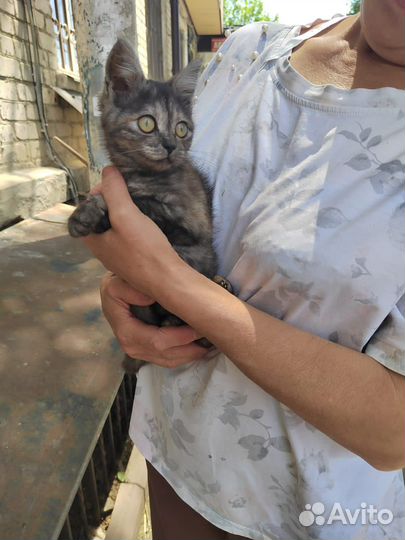 Кошка в дар бесплатно