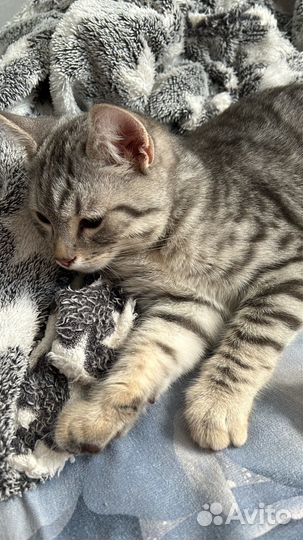 Кот в добрые руки