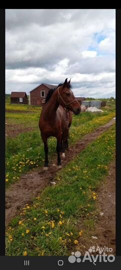 Орловская кобыла