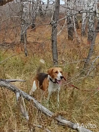 Русская пегая гончая