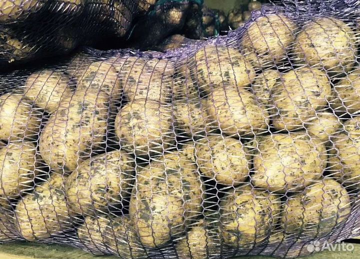 Продаю картофель на хранение доставка бесплатно
