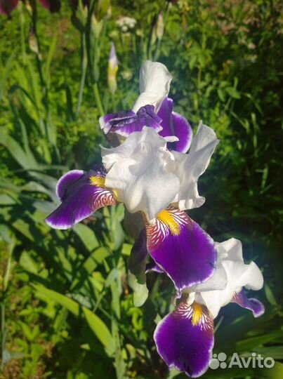 Ирисы