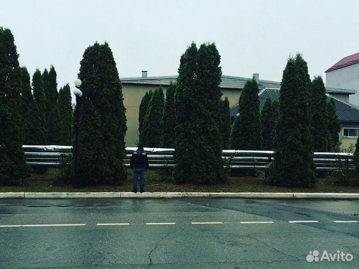 Туя Брабант от 1 м