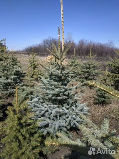 Голубая ель