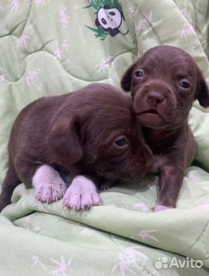 Щенки в добрые руки