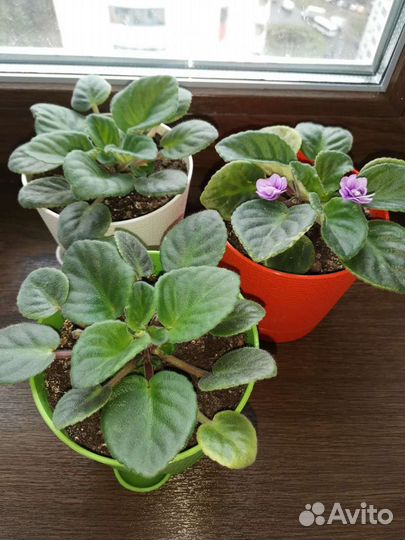 Фиалки в кашпо