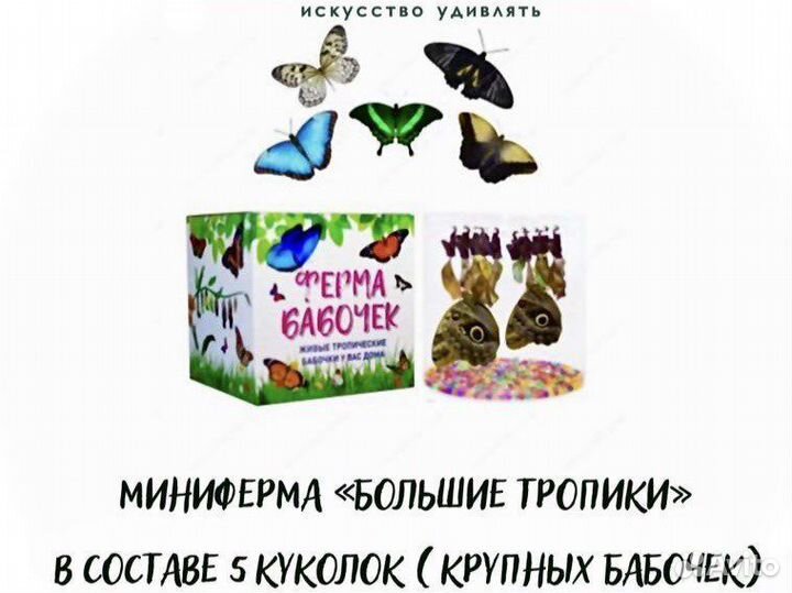 Миниферма живых тропических бабочек