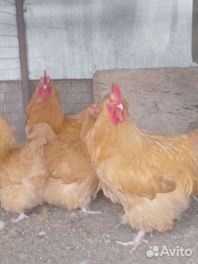 Цыплята, павлин, петухи