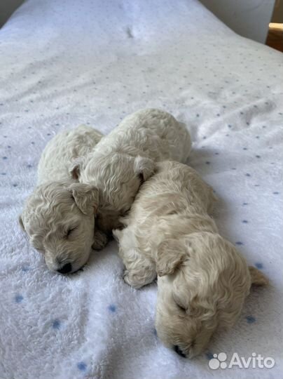 Щенки карликового пуделя