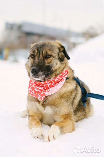 Отдам в хорошие руки Миру