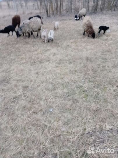 Овцы бараны ягнята