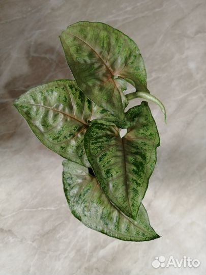 Сингониумы