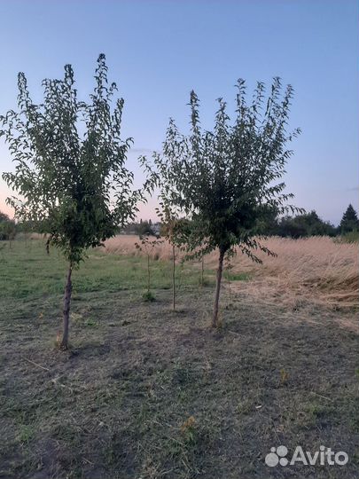 Клен гиннала