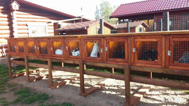 Кролики породы рэкс+сатин