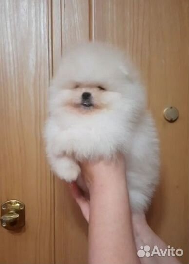 Шпицы щенульки