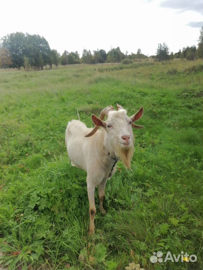 Козел на вязку