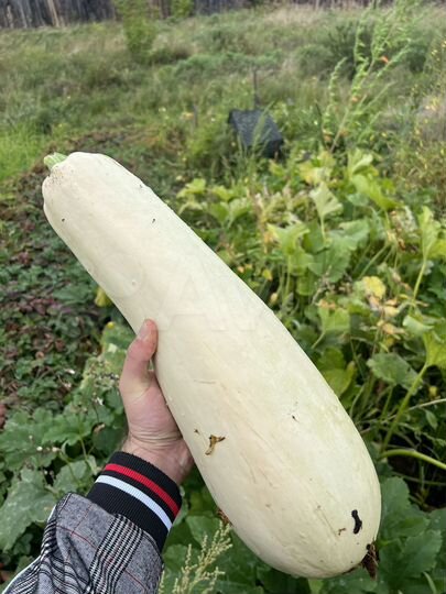 Участок 11,3 сот. (ИЖС)