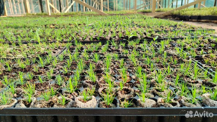 Сосна зкс для лесовосстановления, Кировская обл