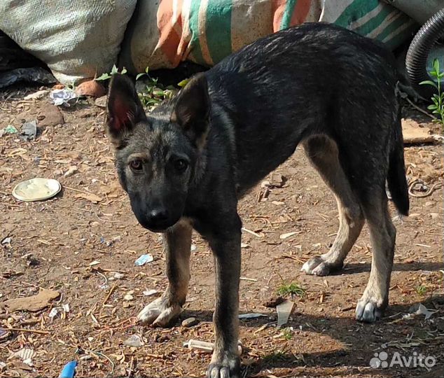 Щенок в добрые руки