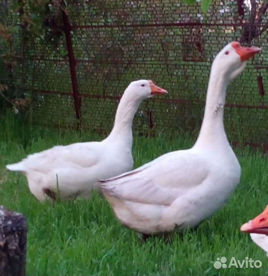 Продам гусей