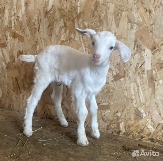 Англо нубийский козлики