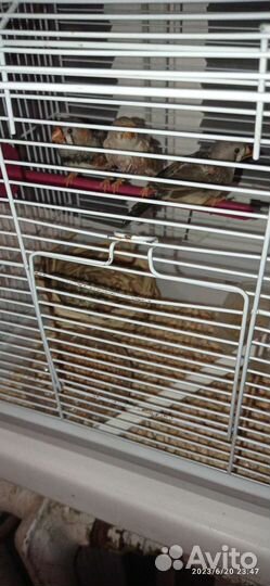 Зебровые амадины