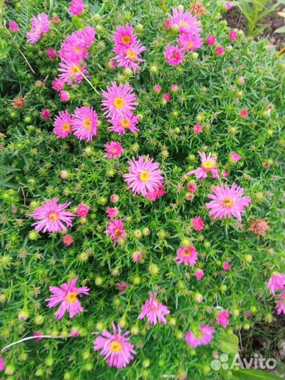 Многолетние цветы