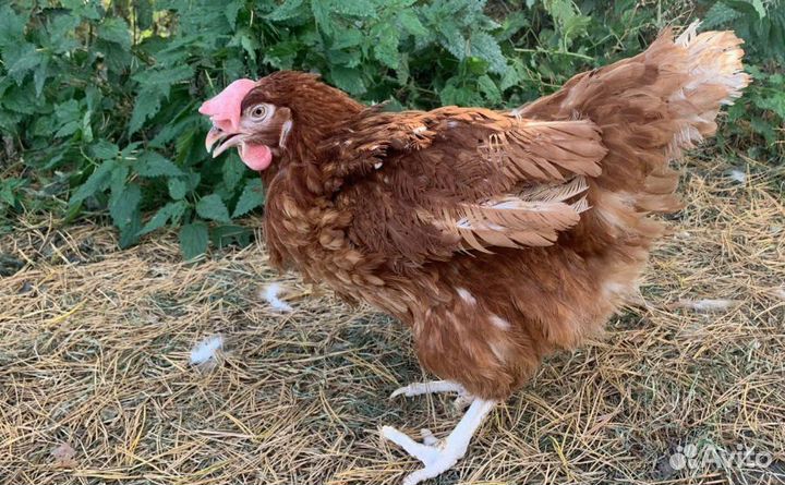 Куры несутся