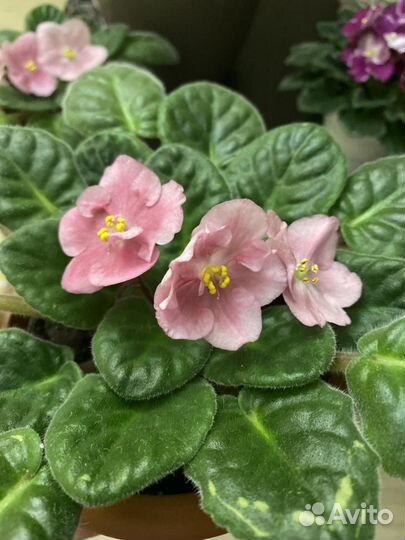 Сортовые фиалки