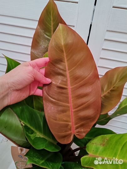 Филодендрон принц оранж 3 в 1 - 17/50