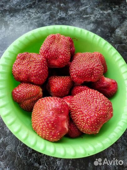 Рассада ремонтантной клубники