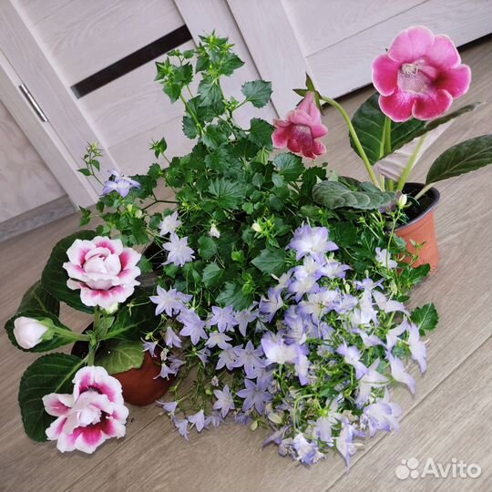 Кампанулы, жених и невеста, глоксинии