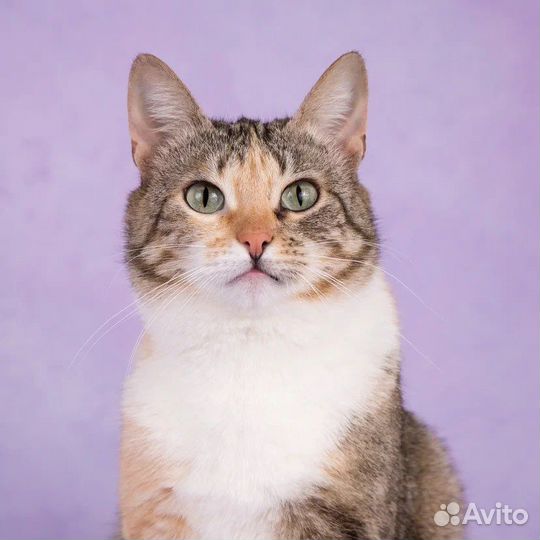 Кошка в добрые руки