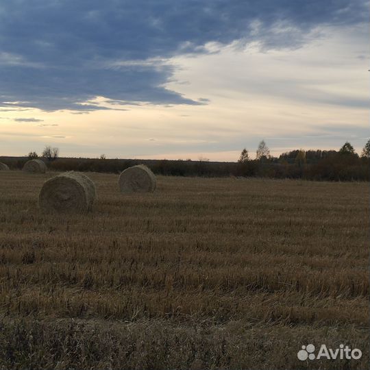Продам сено в рулонах