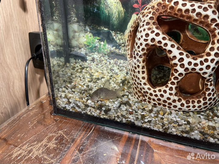 Аквариум с рыбками бу