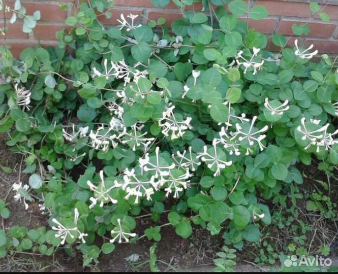 Многолетники, садовые цветы, саженцы