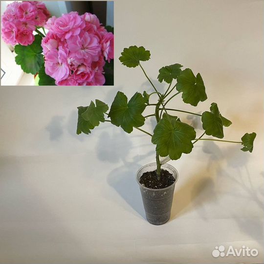 Пеларгония герань