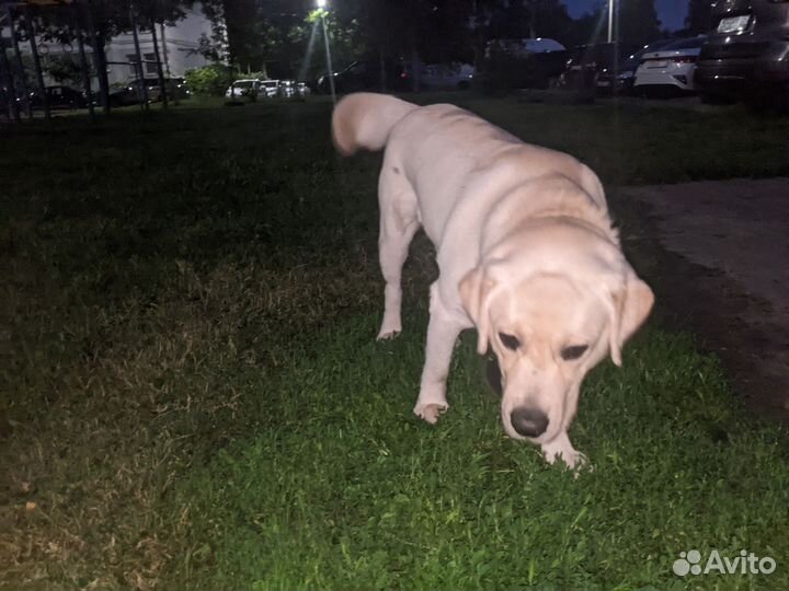 Кобель лабрадора вязка