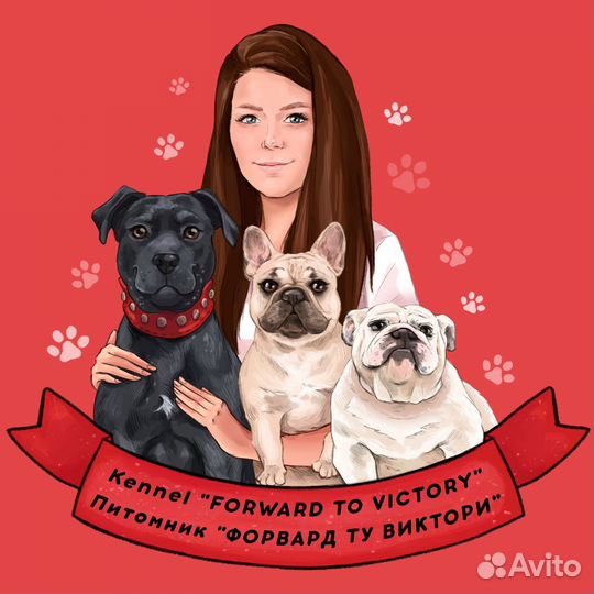 Французы, питбули