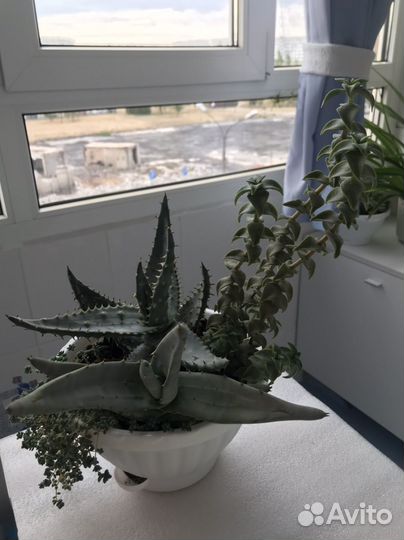 Суккуленты