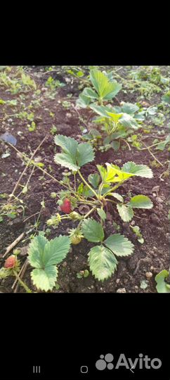 Саженцы клубники