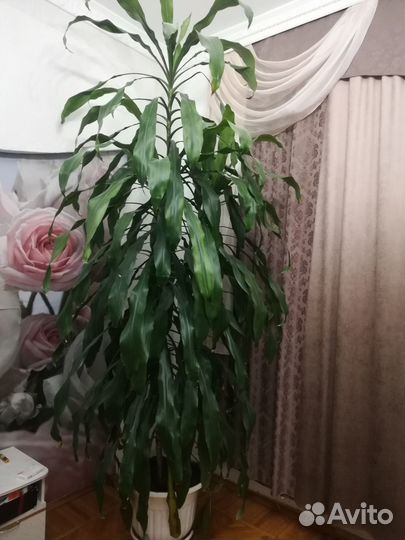 Комнатные цветы