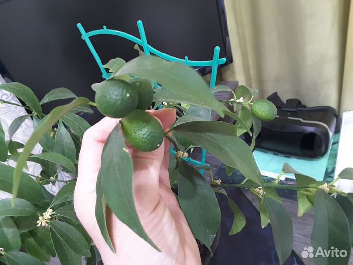 Черенки кумквата Маргарита под срез