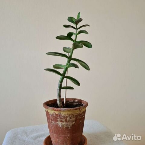 Крассула или толстянка