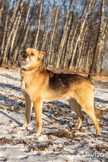 Марк в добрые руки