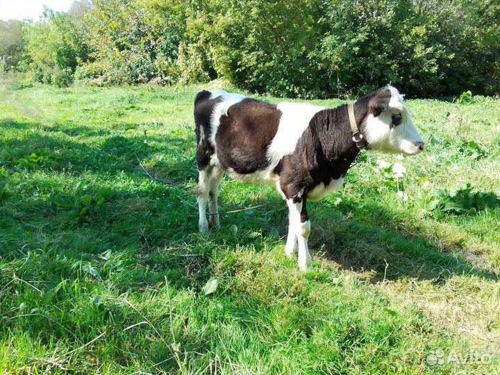 Прода тёлку возраст 4 месяца