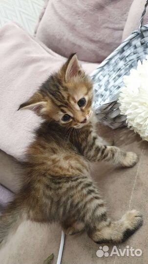 Кошки бесплатно