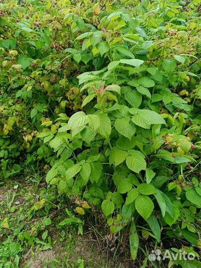 Саженцы малины